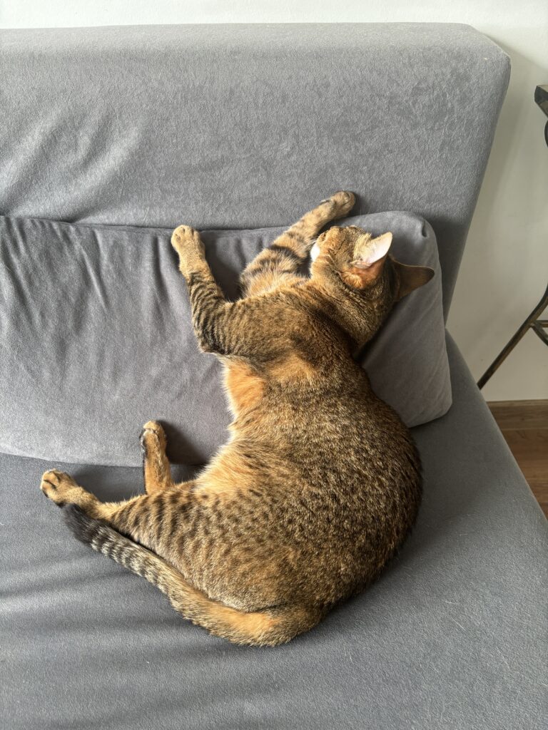 Graži katė miega ant pilkos sofos.